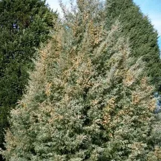 thumbnail for publication: Hesperocyparis glabra 'Carolina Sapphire': Smooth Barked Arizona Cypress